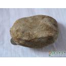 红翡,黄盐沙皮翡翠原石,赌石MWJ559