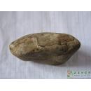 红翡,黄盐沙皮翡翠原石,赌石MWJ559